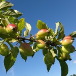 Crab apples crab apples