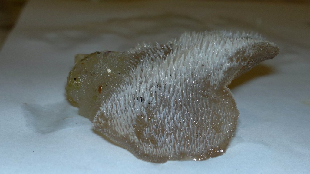 Jelly tongue