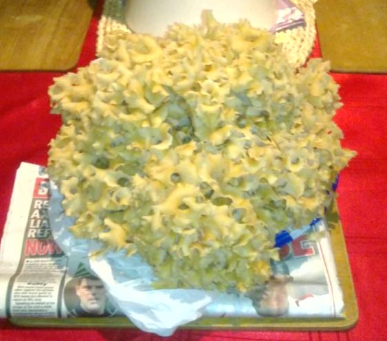 Cauli fungus
