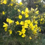 gorse flowers