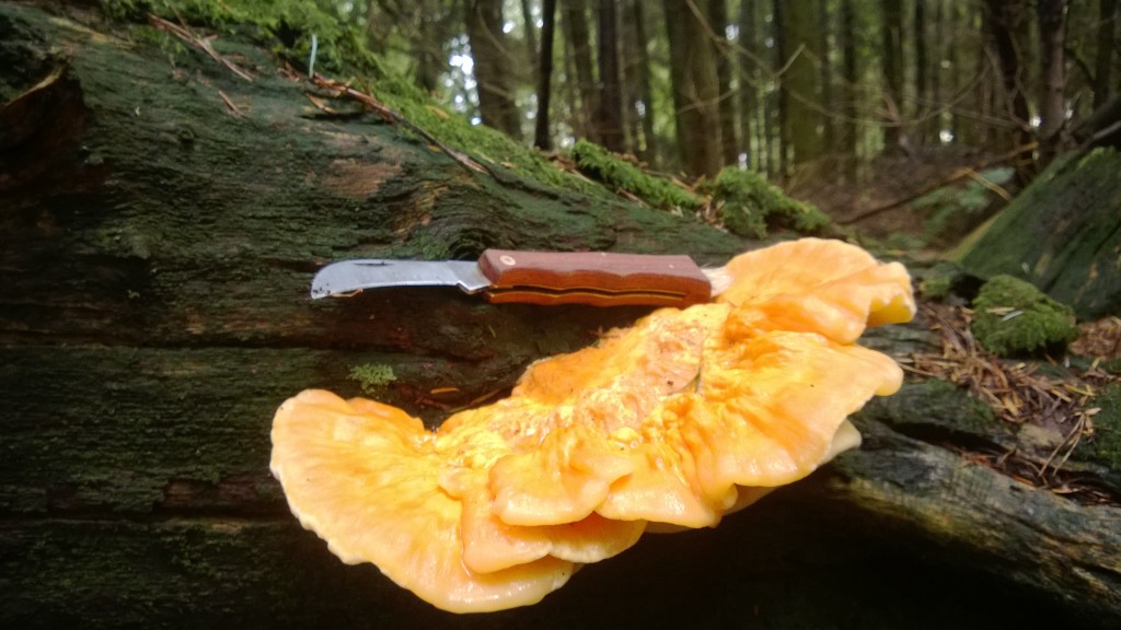 Chicken of the Woods Edibility, Identification, Distribution