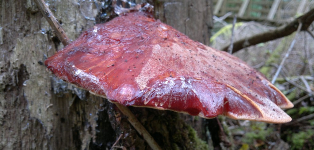beefsteak3