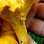 chanterelle