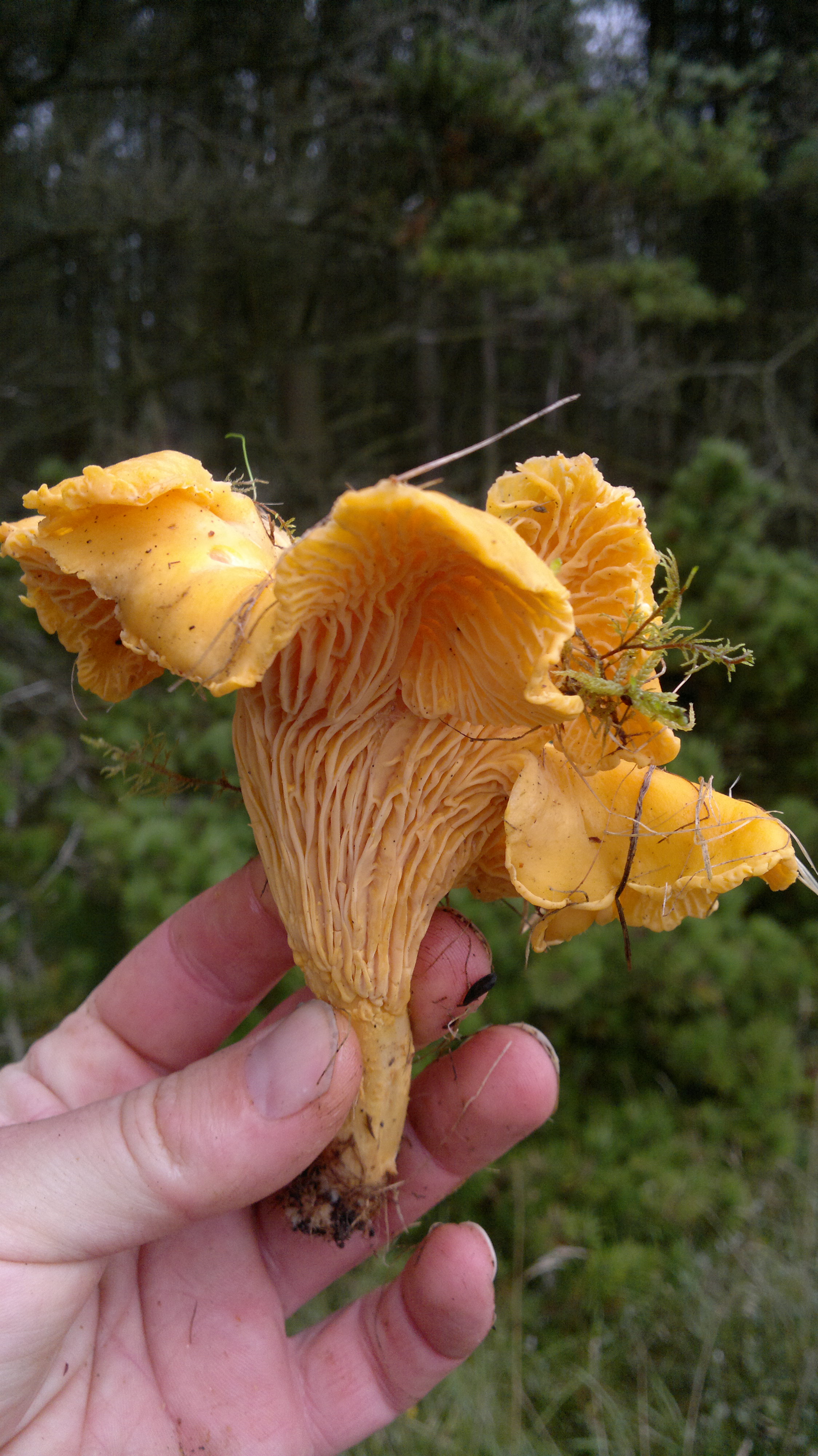 » Chanterelle Identification, distribution & edibility. Galloway Wild