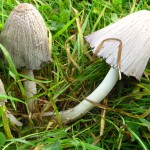 common inkcap1