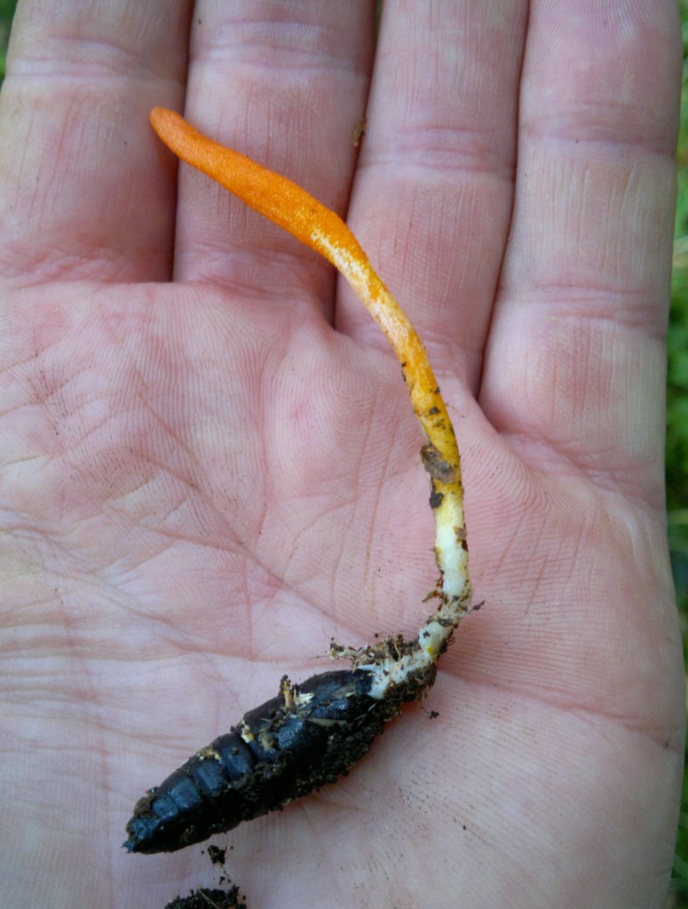 /?page_id=587 cordyceps militaris