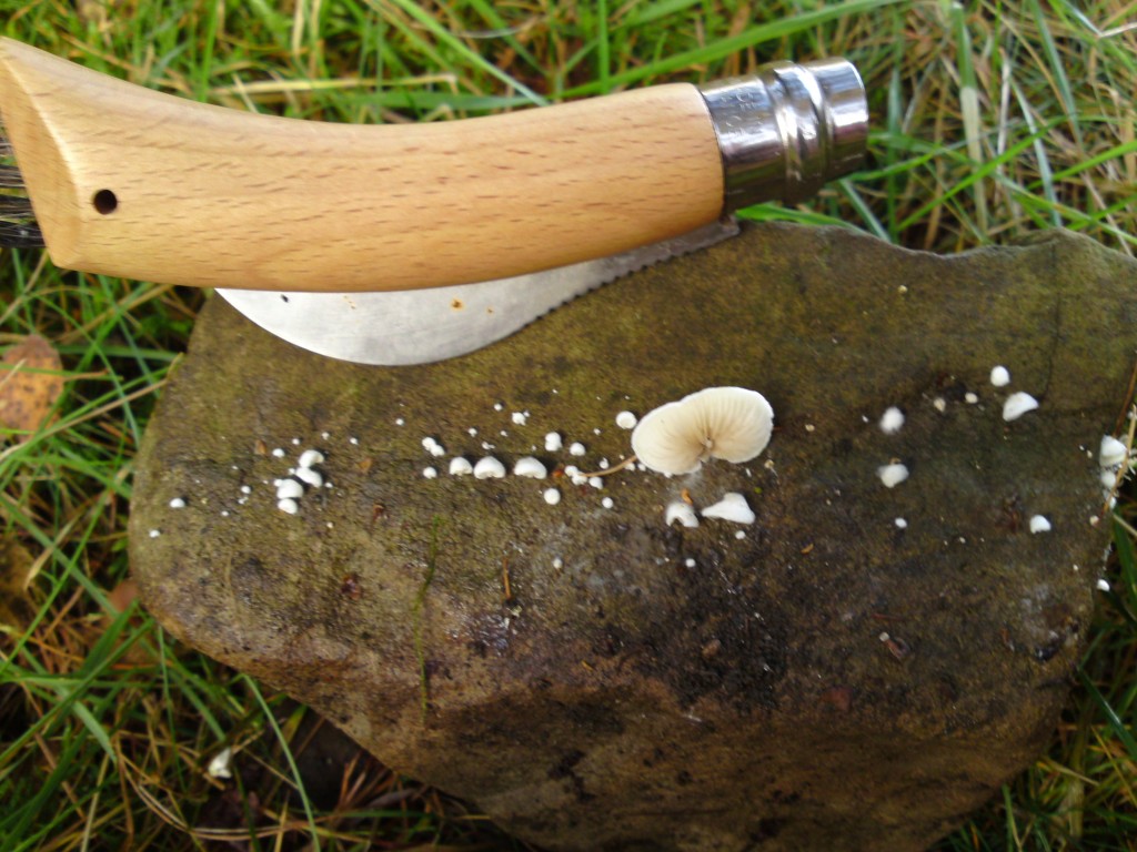 crepidotus growing on rock-unusual mushrooms