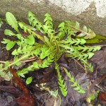 dandelion,wild food,foraging