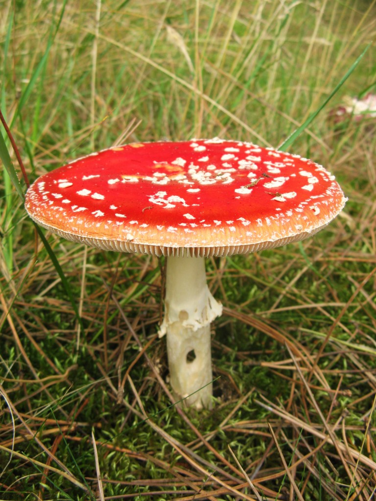 Fly Agaric, fairytale fungi
