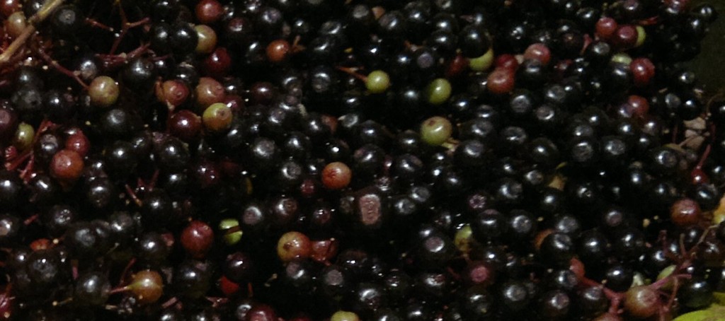 elderberries1