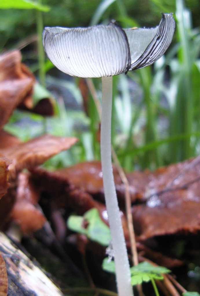 hares foot inkcap-transparent mushroom-beautiful fungi