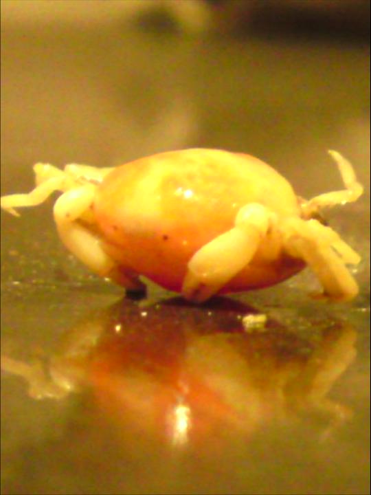 April Mussels Galloway Wild Foods