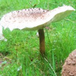 Parasols mushroom