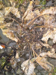 sea kale,winter,wild food,lifecycle,identification,foraging