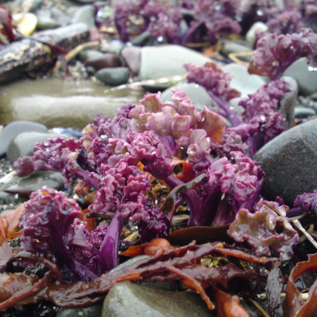 sea kale shoots
