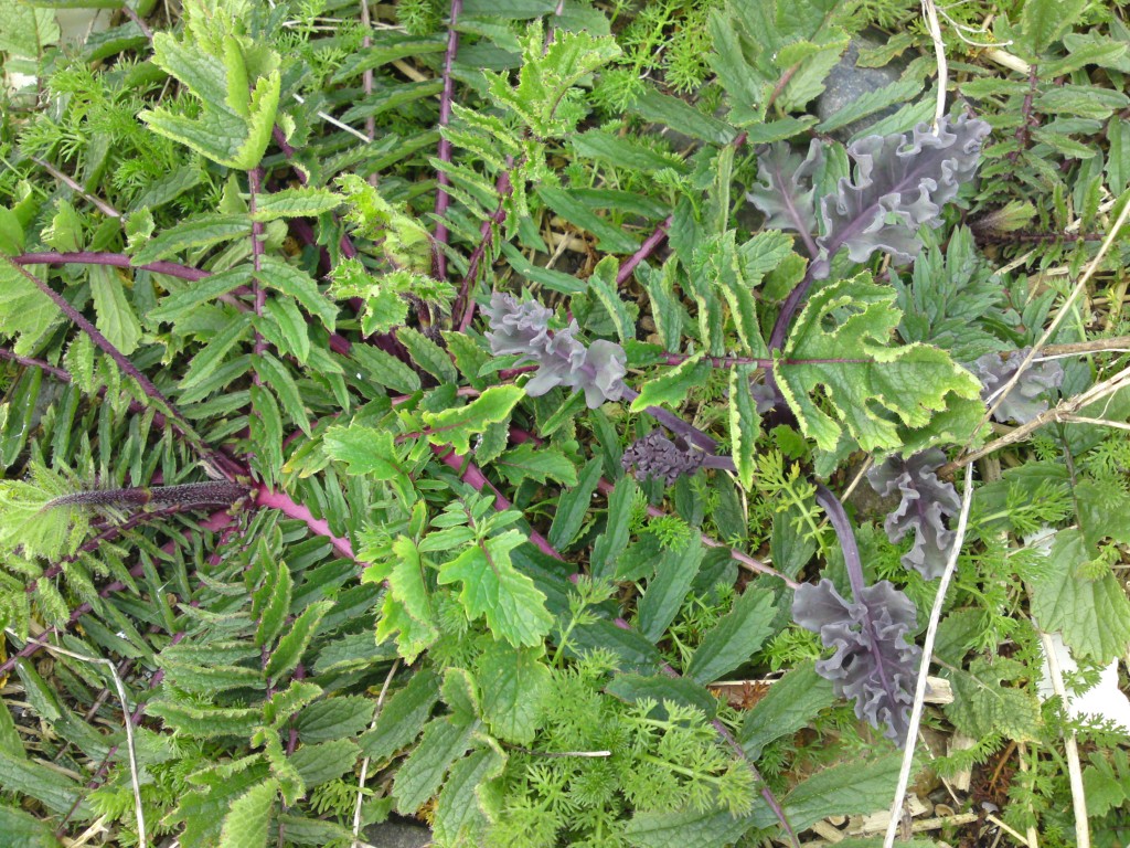 Sea radish in February with young sea kale shoots coming through