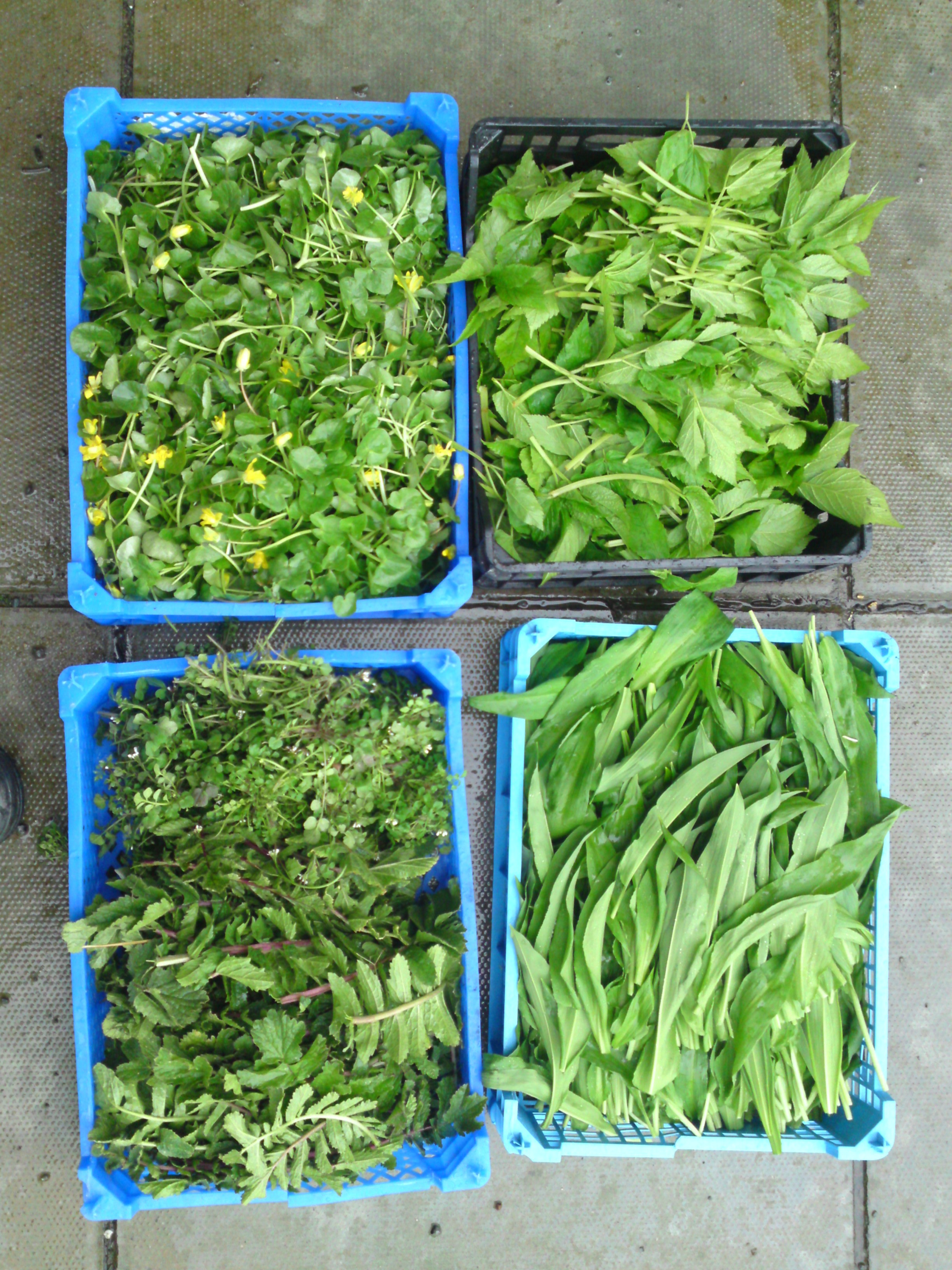 Wild Garlic Ramsons Edibility Identification Distribution 