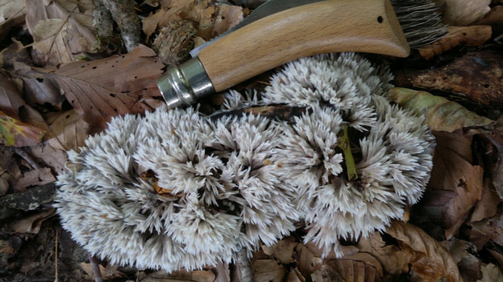 thelephora spiculosa2