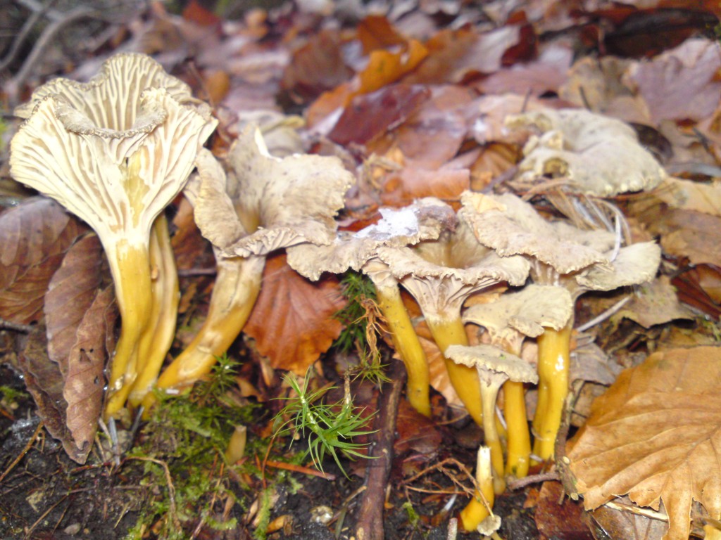 Frozen trumpet chanterelles near Newton Stewart - Still delicious!