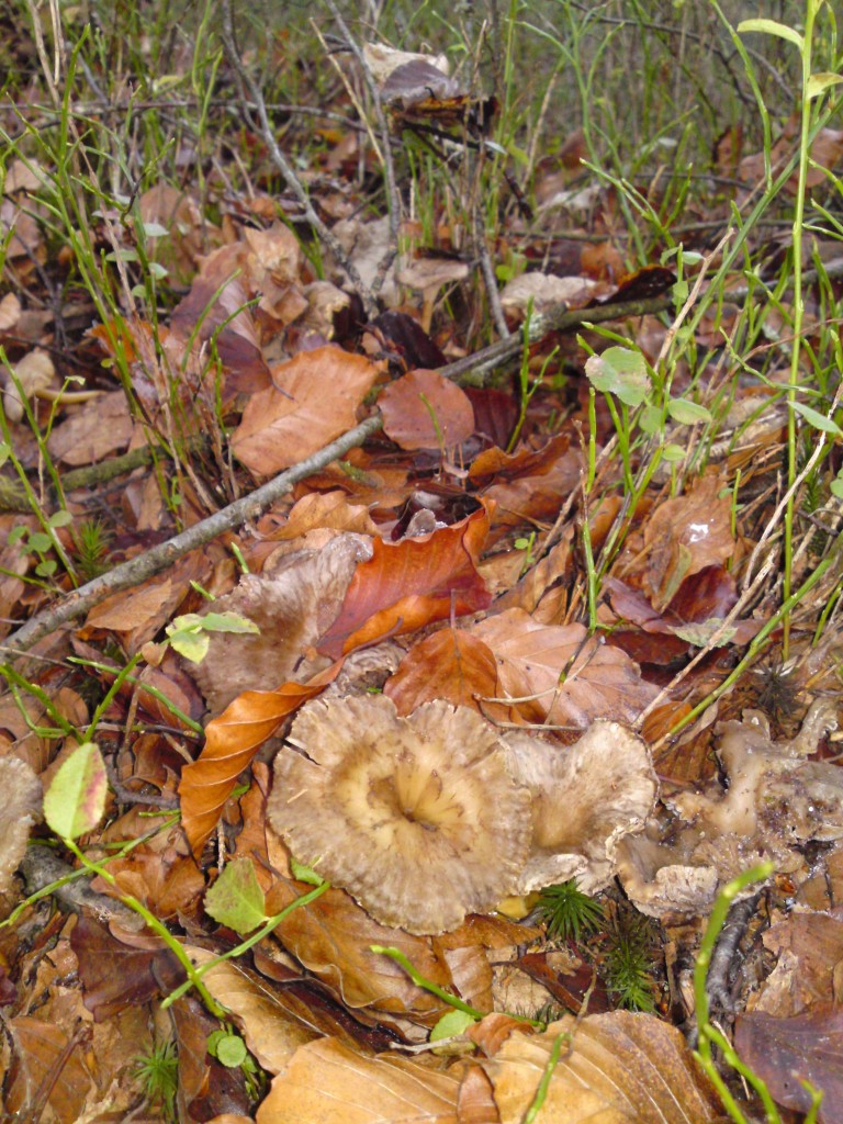 trumpet chanterelles