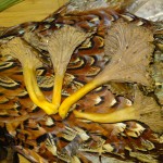 trumpets+pheasant1