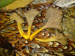 trumpets+pheasant1