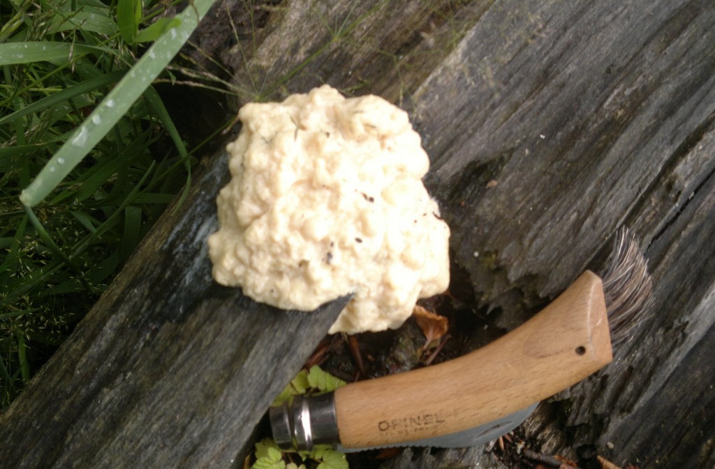 ?white slime mould??