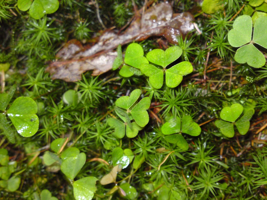 wood sorrel
