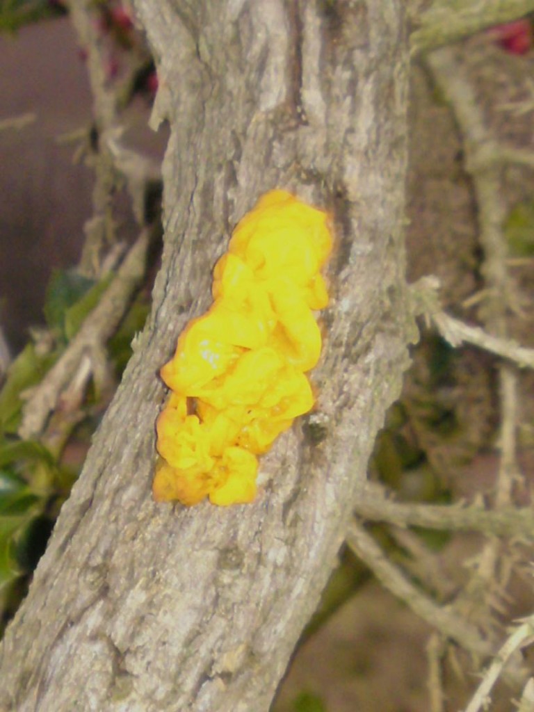 yellow brain fungus
