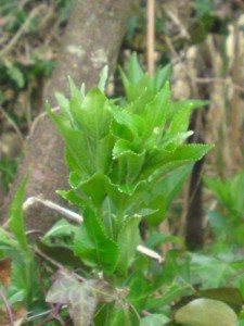 dog mercury,poisonous plants,identification