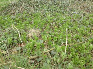 dog mercury colony,identification,poisonous plants