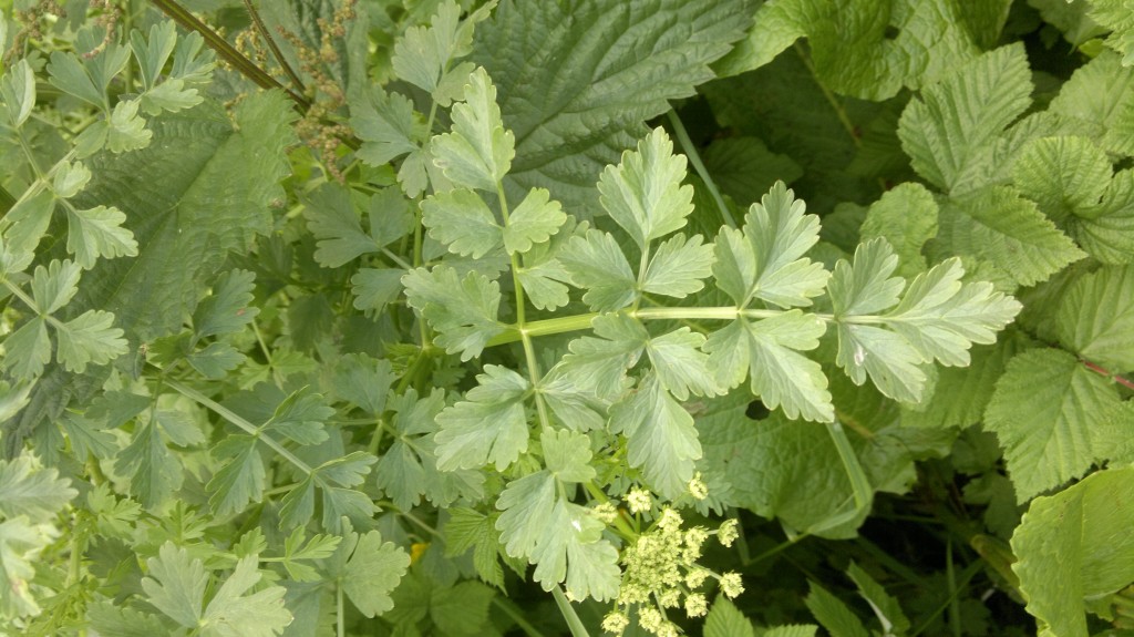 hemlock water-dropwort leaf
