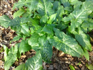 lords and ladies leaf,march,foraging,poisonous plants