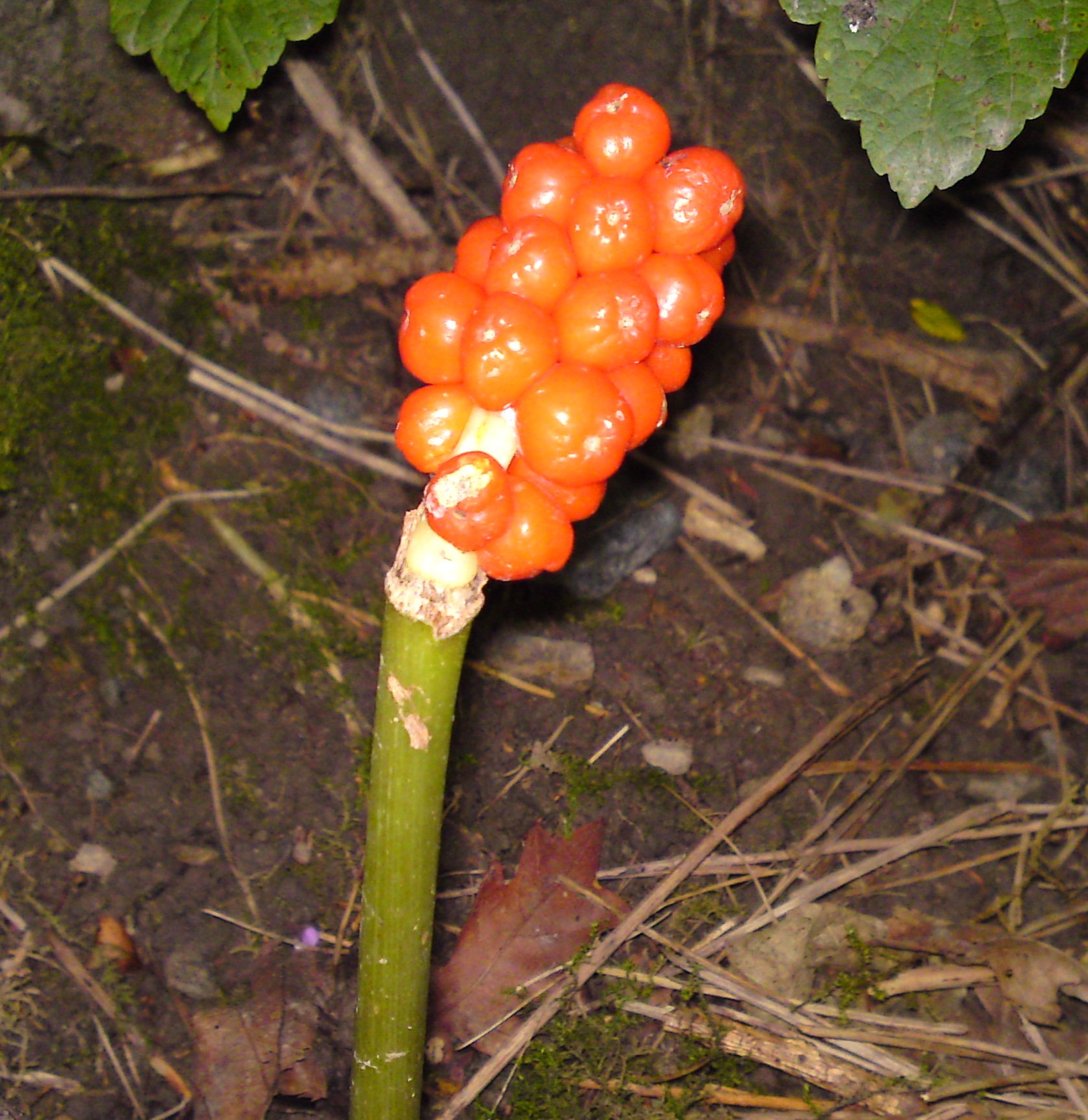 Poisonous Species Galloway Wild Foods