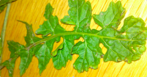 sea radish leaf close up