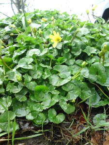 Lesser celandine