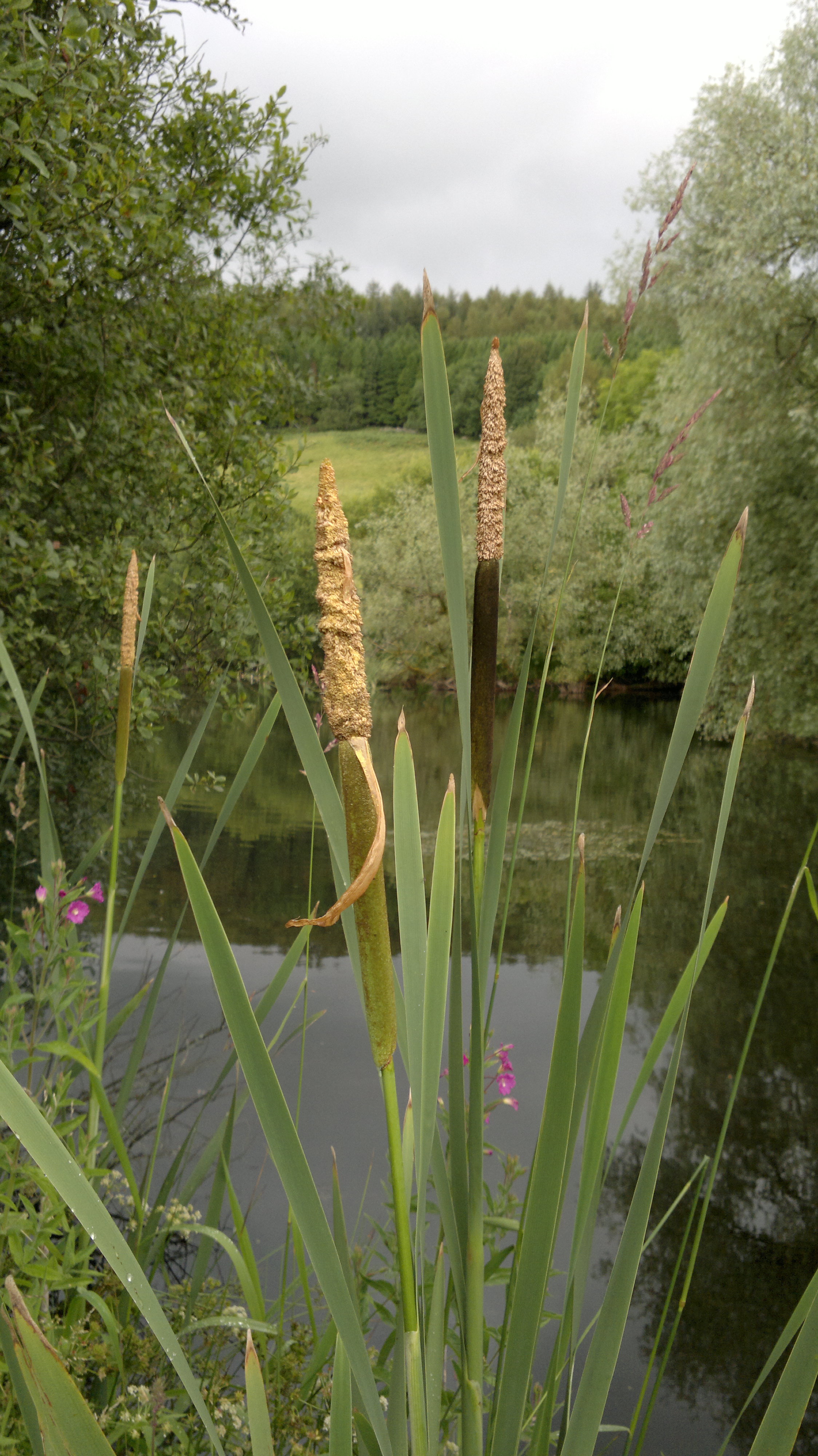Reedmace Identification, edibility and distribution Galloway Wild Foods