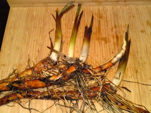 reedmace rhizomes shoots foraging galloway
