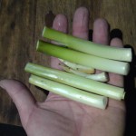 Young reedmace shoots ready for cooking