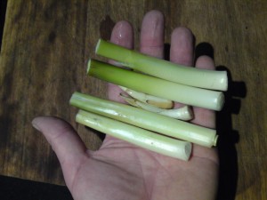 reedmace shoots