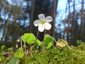 wood sorrel flower,foraging,plant identification