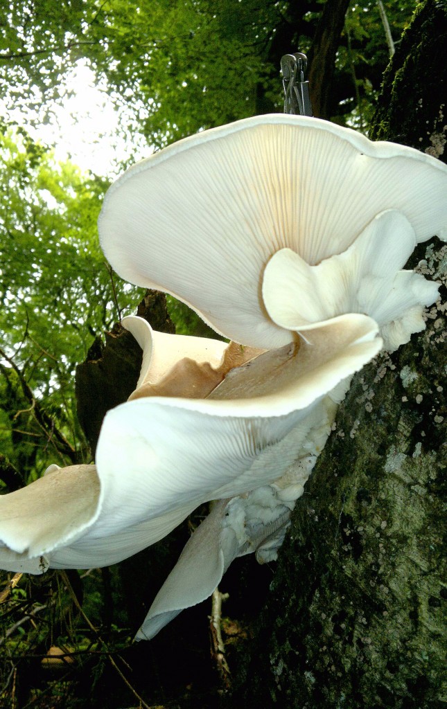 oyster mushroom