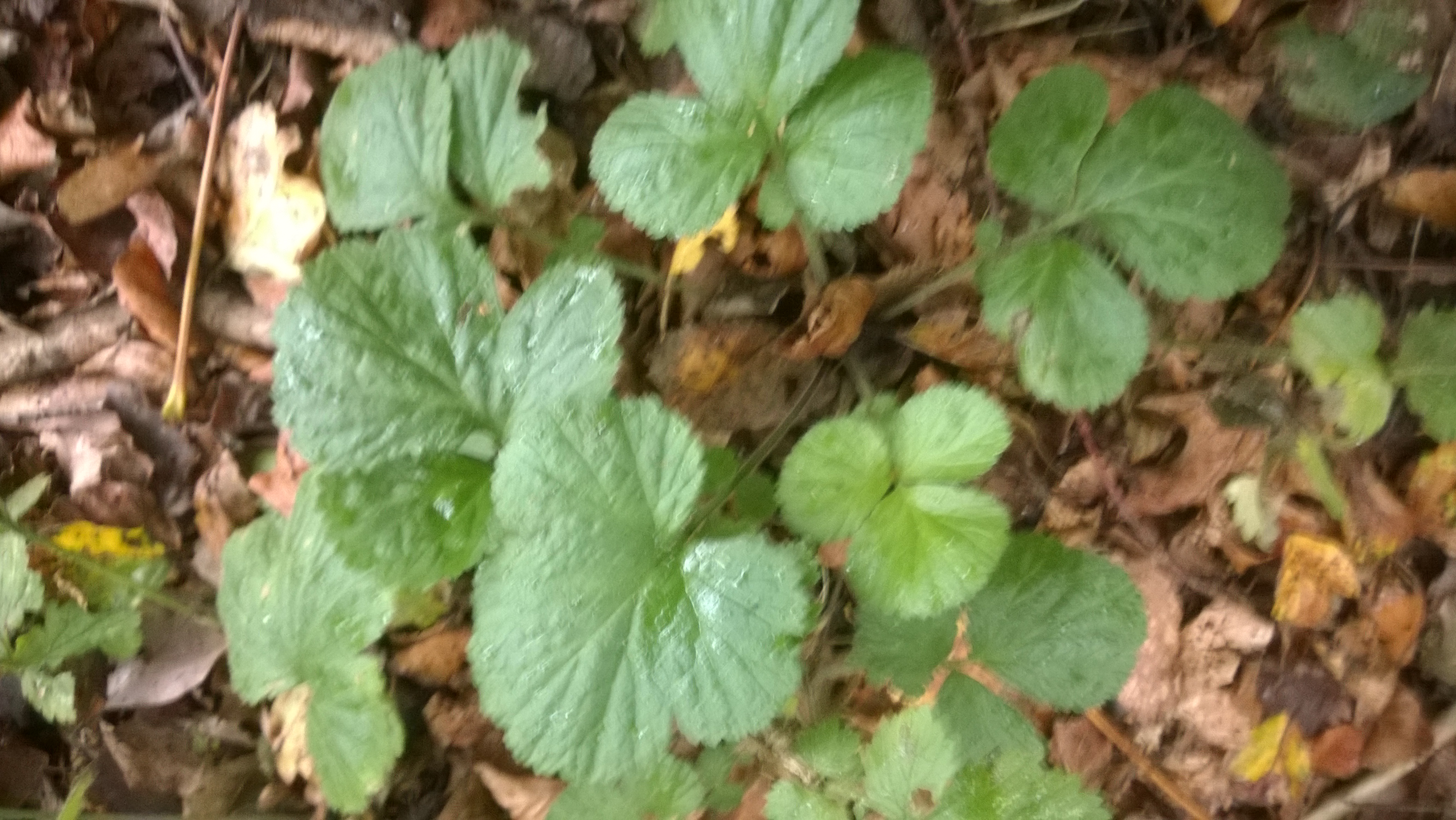 » Wood Avens Edibility, Identification, Distribution Galloway Wild Foods