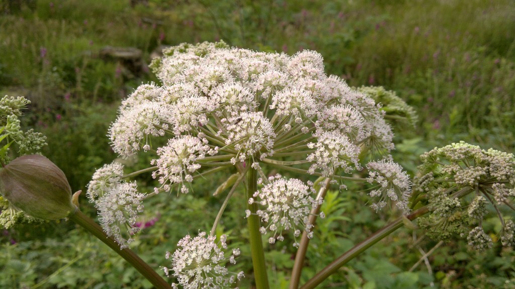 Angelica flower head