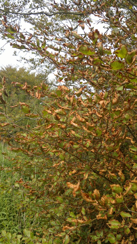 beech leaves burned, june 8