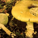 death cap