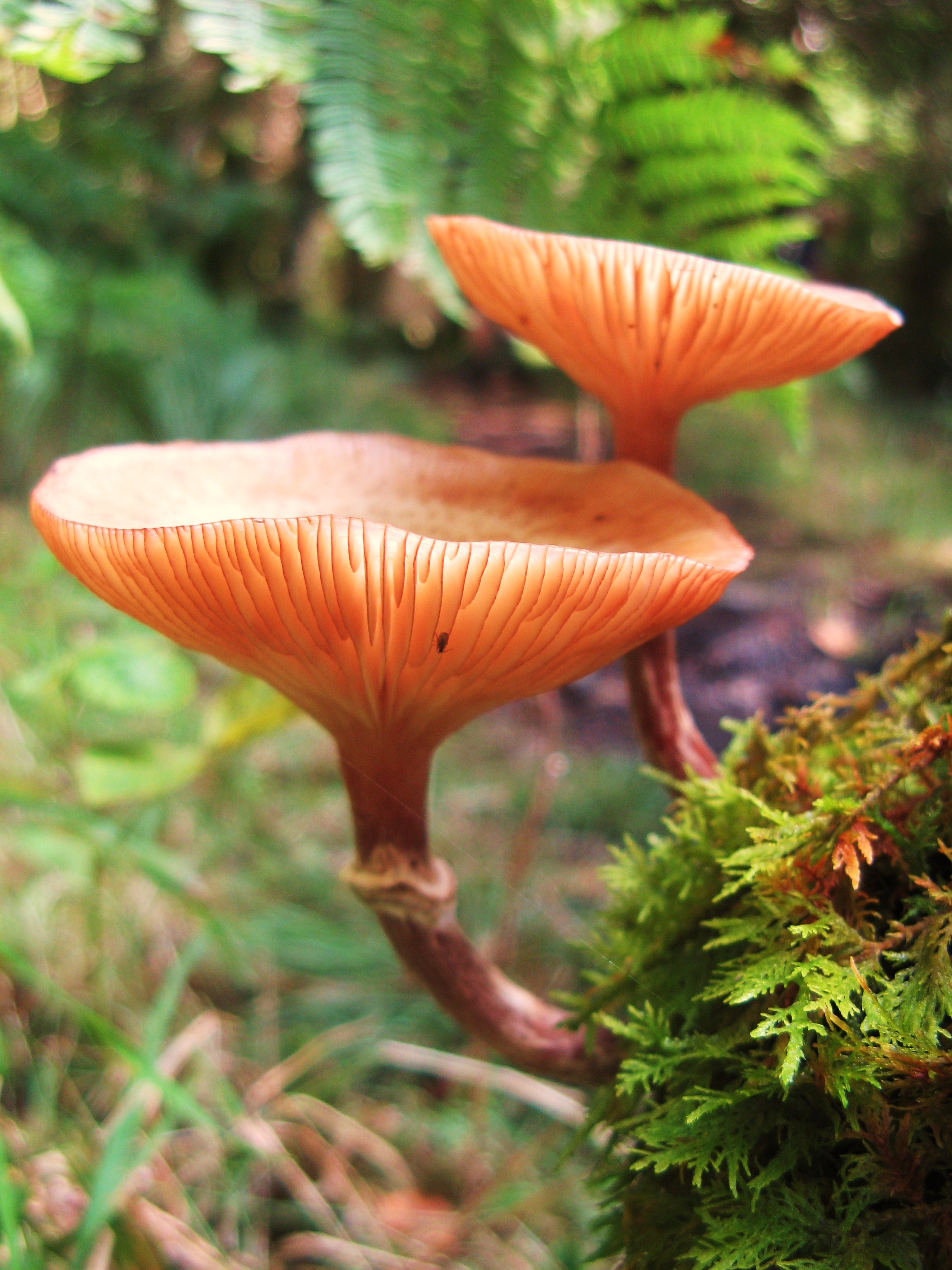 Fungi Foraging Walk, Lake District Galloway Wild Foods