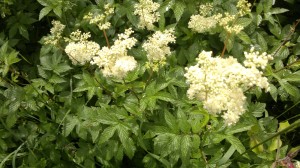 Meadowsweet