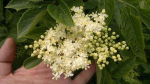elderflower