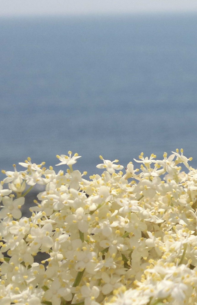 elderflowers essence